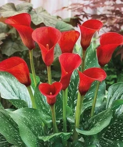 Red Calla Lily Flower Seeds - Zantedeschia Aethiopica Bonsai Plant - Image 2