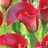 Red Calla Lily Flower Seeds - Zantedeschia Aethiopica Bonsai Plant - Image 1