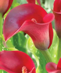 Red Calla Lily Flower Seeds - Zantedeschia Aethiopica Bonsai Plant - Image 1