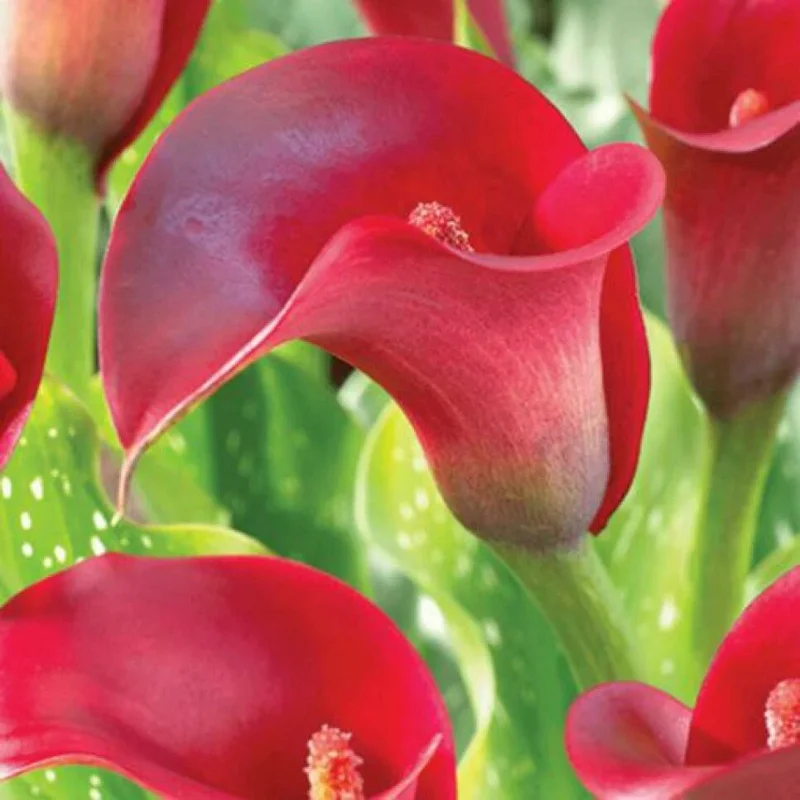 Red Calla Lily Flower Seeds - Zantedeschia Aethiopica Bonsai Plant - Image 1