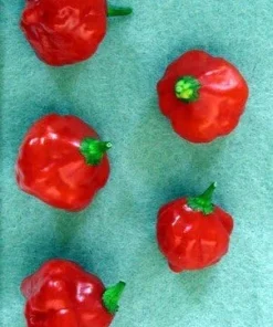 Red Cap Mushroom Pepper Seeds - 15 Count, Very Hot, 75-80 Day Maturity - Image 1