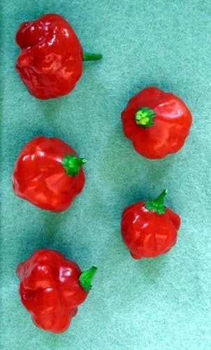 Red Cap Mushroom Pepper Seeds - 15 Count, Very Hot, 75-80 Day Maturity - Image 1