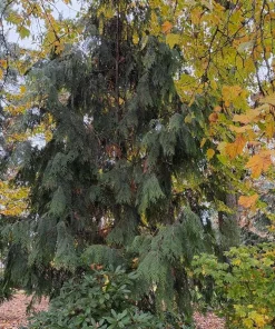 Red Cedar Tree Live Plant – 3 inch Pot – Hardy Evergreen Conifer for Landscape - Image 10