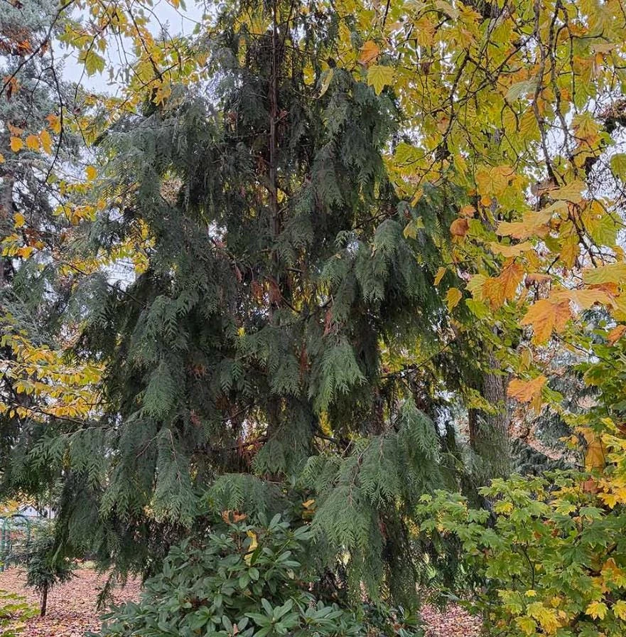 Red Cedar Tree Live Plant – 3 inch Pot – Hardy Evergreen Conifer for Landscape - Image 10