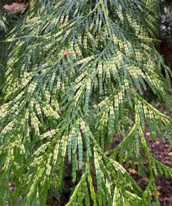 Red Cedar Tree Live Plant – 3 inch Pot – Hardy Evergreen Conifer for Landscape - Image 2