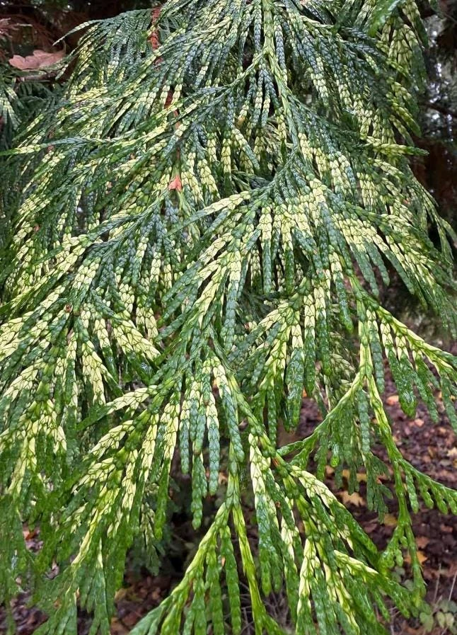 Red Cedar Tree Live Plant – 3 inch Pot – Hardy Evergreen Conifer for Landscape - Image 2