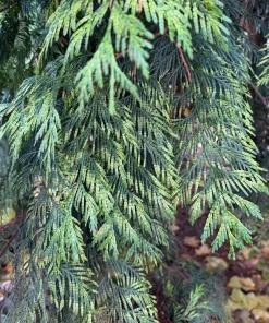 Red Cedar Tree Live Plant – 3 inch Pot – Hardy Evergreen Conifer for Landscape - Image 3