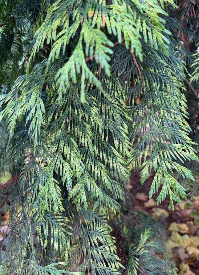 Red Cedar Tree Live Plant – 3 inch Pot – Hardy Evergreen Conifer for Landscape - Image 3
