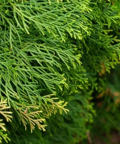 Red Cedar Tree Live Plant – 3 inch Pot – Hardy Evergreen Conifer for Landscape - Image 4