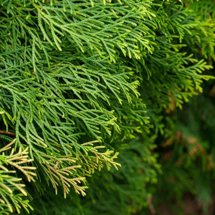 Red Cedar Tree Live Plant – 3 inch Pot – Hardy Evergreen Conifer for Landscape - Image 4