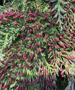 Red Cedar Tree Live Plant – 3 inch Pot – Hardy Evergreen Conifer for Landscape - Image 5
