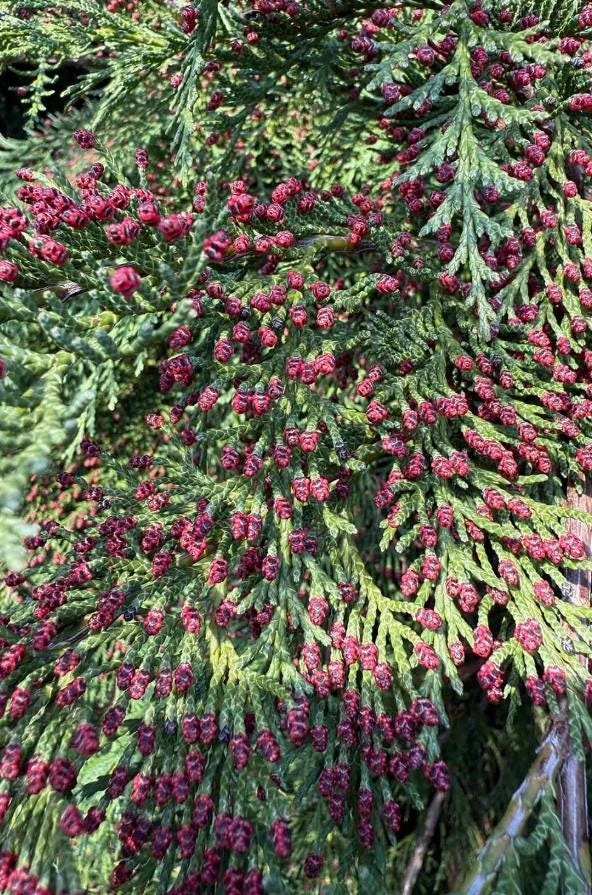Red Cedar Tree Live Plant – 3 inch Pot – Hardy Evergreen Conifer for Landscape - Image 5