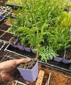 Red Cedar Tree Live Plant – 3 inch Pot – Hardy Evergreen Conifer for Landscape - Image 6