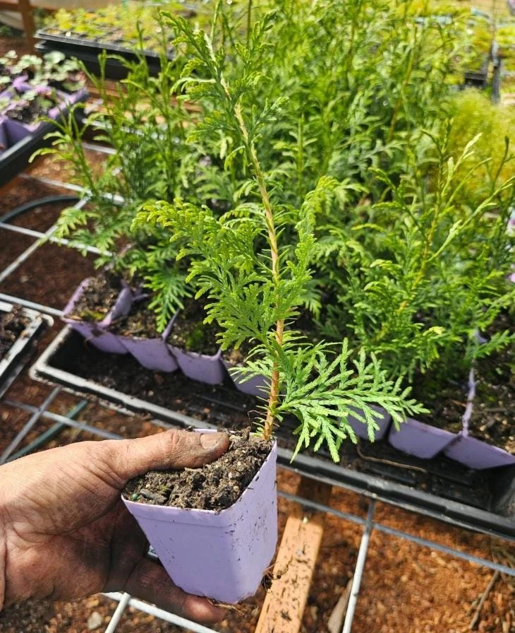 Red Cedar Tree Live Plant – 3 inch Pot – Hardy Evergreen Conifer for Landscape - Image 6