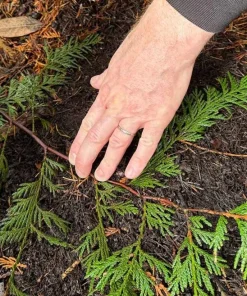 Red Cedar Tree Live Plant – 3 inch Pot – Hardy Evergreen Conifer for Landscape - Image 7