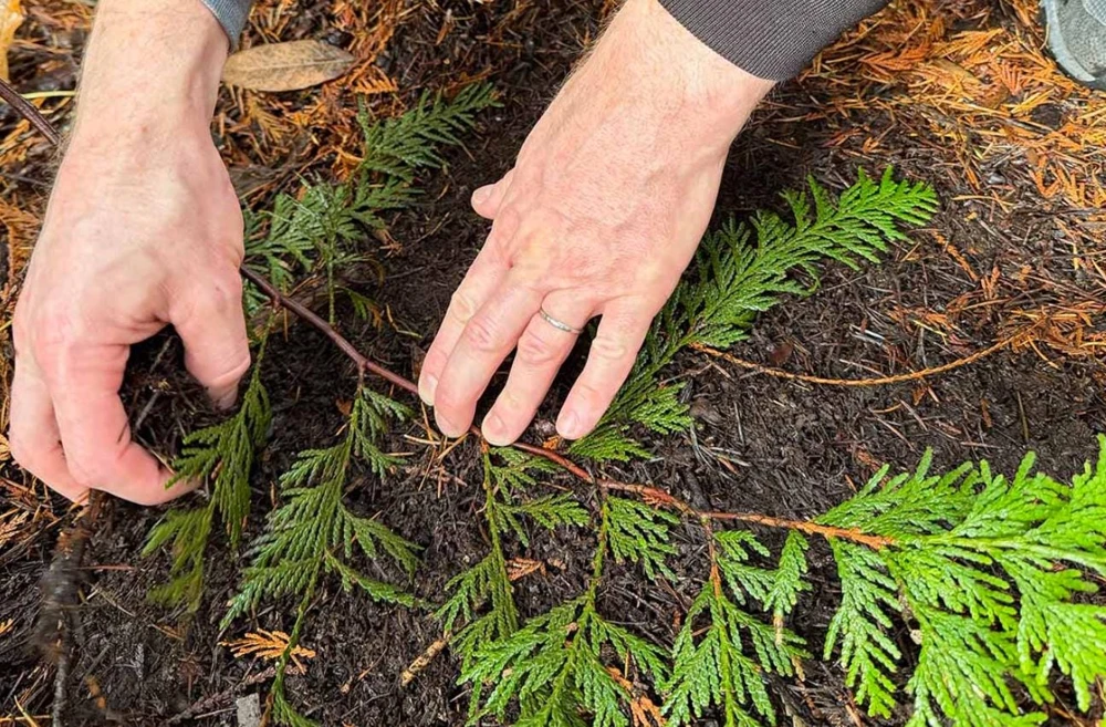 Red Cedar Tree Live Plant – 3 inch Pot – Hardy Evergreen Conifer for Landscape - Image 7