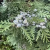 Red Cedar Tree Live Plant – 3 inch Pot – Hardy Evergreen Conifer for Landscape - Image 1