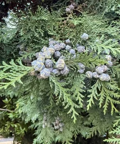 Red Cedar Tree Live Plant – 3 inch Pot – Hardy Evergreen Conifer for Landscape - Image 1