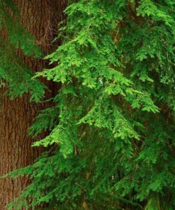 Red Cedar Tree Live Plant – 3 inch Pot – Hardy Evergreen Conifer for Landscape - Image 9