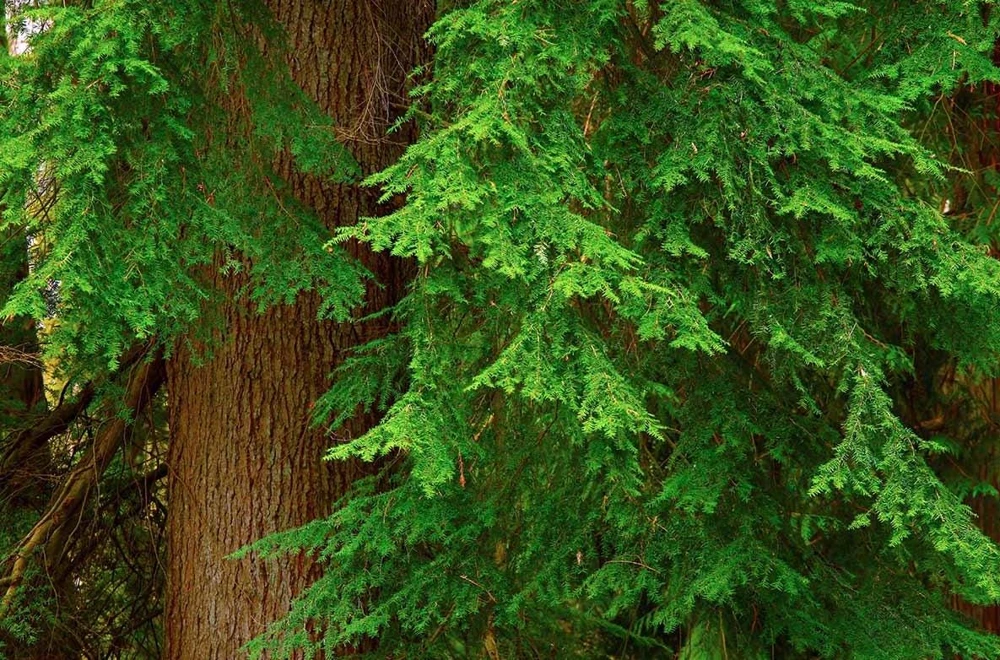 Red Cedar Tree Live Plant – 3 inch Pot – Hardy Evergreen Conifer for Landscape - Image 9