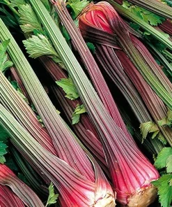 Red Celery Seeds - 200 Heirloom Seeds for Garden Planting - Image 1