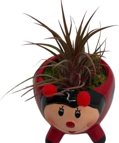 Red Ceramic Ladybug Planter with Live Air Plant Tillandsia - 3 Inch Pot Indoor Decor - Image 2