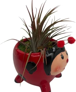 Red Ceramic Ladybug Planter with Live Air Plant Tillandsia - 3 Inch Pot Indoor Decor - Image 3