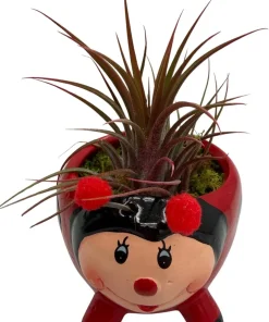 Red Ceramic Ladybug Planter with Live Air Plant Tillandsia - 3 Inch Pot Indoor Decor - Image 4