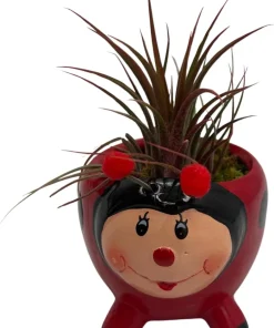 Red Ceramic Ladybug Planter with Live Air Plant Tillandsia - 3 Inch Pot Indoor Decor - Image 1