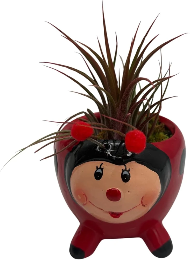 Red Ceramic Ladybug Planter with Live Air Plant Tillandsia - 3 Inch Pot Indoor Decor - Image 1
