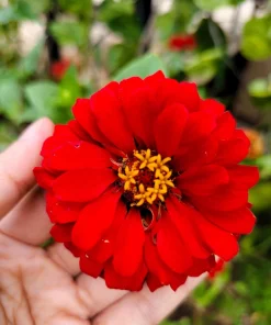 Red Cherry Queen Zinnia Elegans Flower Seeds - 250 Seeds - Full Sun - Image 10