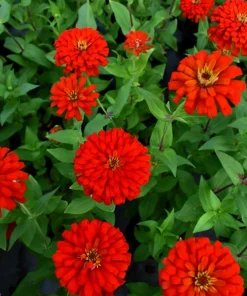 Red Cherry Queen Zinnia Elegans Flower Seeds - 250 Seeds - Full Sun - Image 2