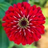 Red Cherry Queen Zinnia Elegans Flower Seeds - 250 Seeds - Full Sun - Image 1
