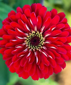 Red Cherry Queen Zinnia Elegans Flower Seeds - 250 Seeds - Full Sun - Image 1