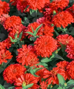 Red Cherry Queen Zinnia Elegans Flower Seeds - 250 Seeds - Full Sun - Image 5
