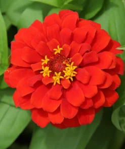 Red Cherry Queen Zinnia Elegans Flower Seeds - 250 Seeds - Full Sun - Image 6