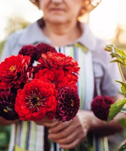 Red Cherry Queen Zinnia Elegans Flower Seeds - 250 Seeds - Full Sun - Image 7