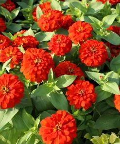 Red Cherry Queen Zinnia Elegans Flower Seeds - 250 Seeds - Full Sun - Image 8