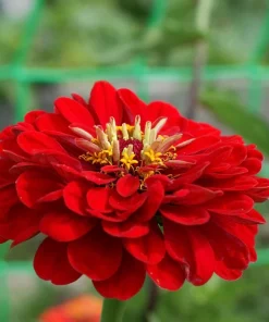 Red Cherry Queen Zinnia Elegans Flower Seeds - 250 Seeds - Full Sun - Image 9