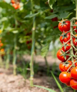 Red Cherry Tomato Seeds – 300 Large Lycopersicon Lycopersicum Fruit Seeds - Image 2