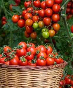 Red Cherry Tomato Seeds – 300 Large Lycopersicon Lycopersicum Fruit Seeds - Image 3