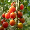 Red Cherry Tomato Seeds – 300 Large Lycopersicon Lycopersicum Fruit Seeds - Image 1