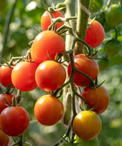Red Cherry Tomato Seeds – 300 Large Lycopersicon Lycopersicum Fruit Seeds - Image 1