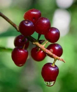 Red Chokecherry Tree - 6-12