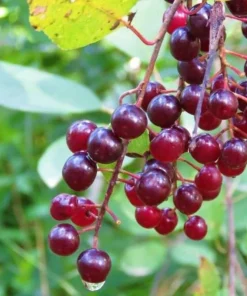 Red Chokecherry Tree - 6-12