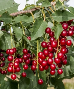 Red Chokecherry Tree - 6-12