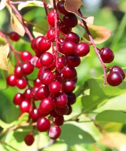 Red Chokecherry Tree - 6-12