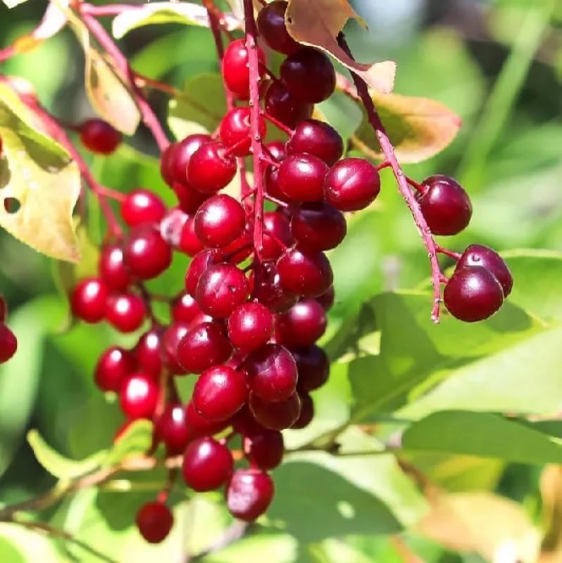 Red Chokecherry Tree - 6-12" Tall Live Plant - 2.5" Pot - Native Berry Shrub - Image 1