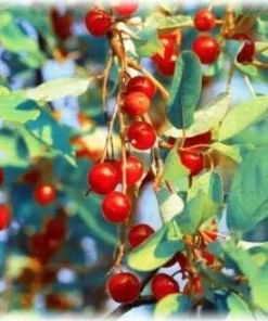 Red Chokecherry Tree - 6-12