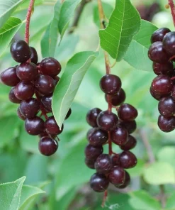 Red Chokecherry Tree - 6-12